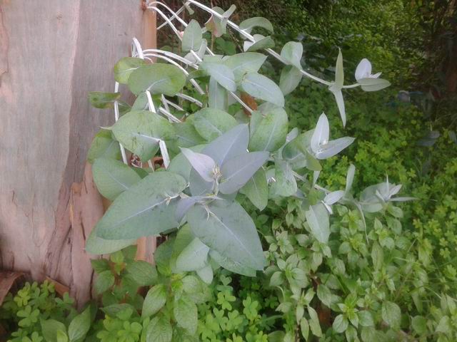 Eucalyptus globulus (Miyrtaceae)